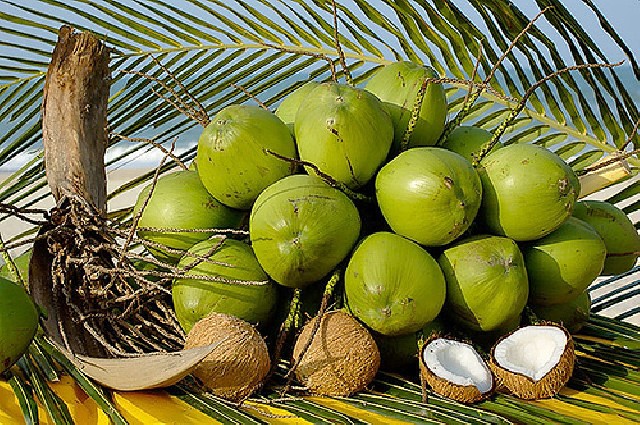Foto 1 - Distribuidora de coco verde para todo brasil
