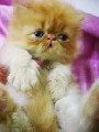 Gato persa exótico com garantia facilitação