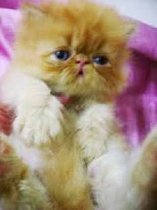 Foto 1 - Gato persa extico com garantia facilitao